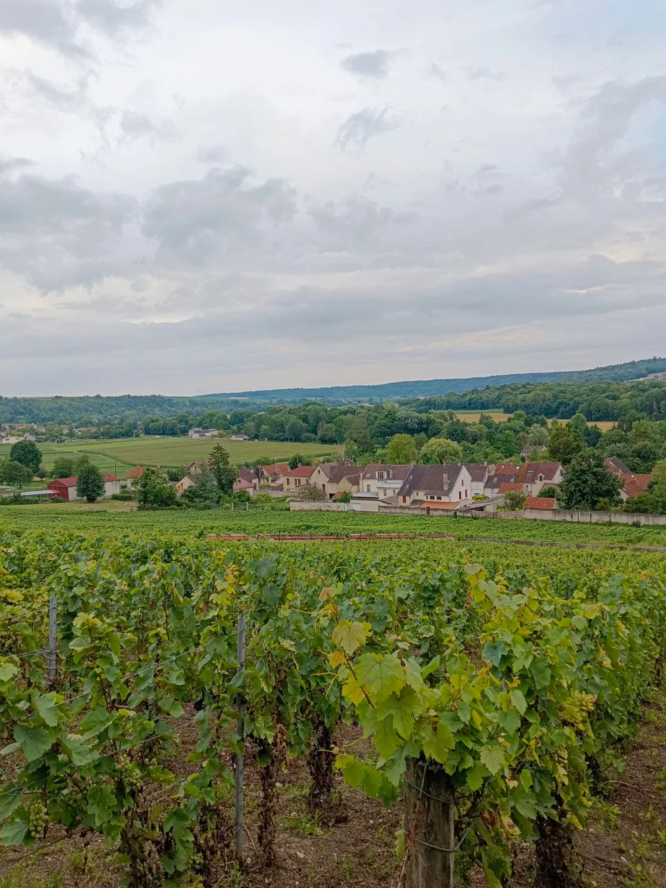 Vignes et village dans la campagne française
