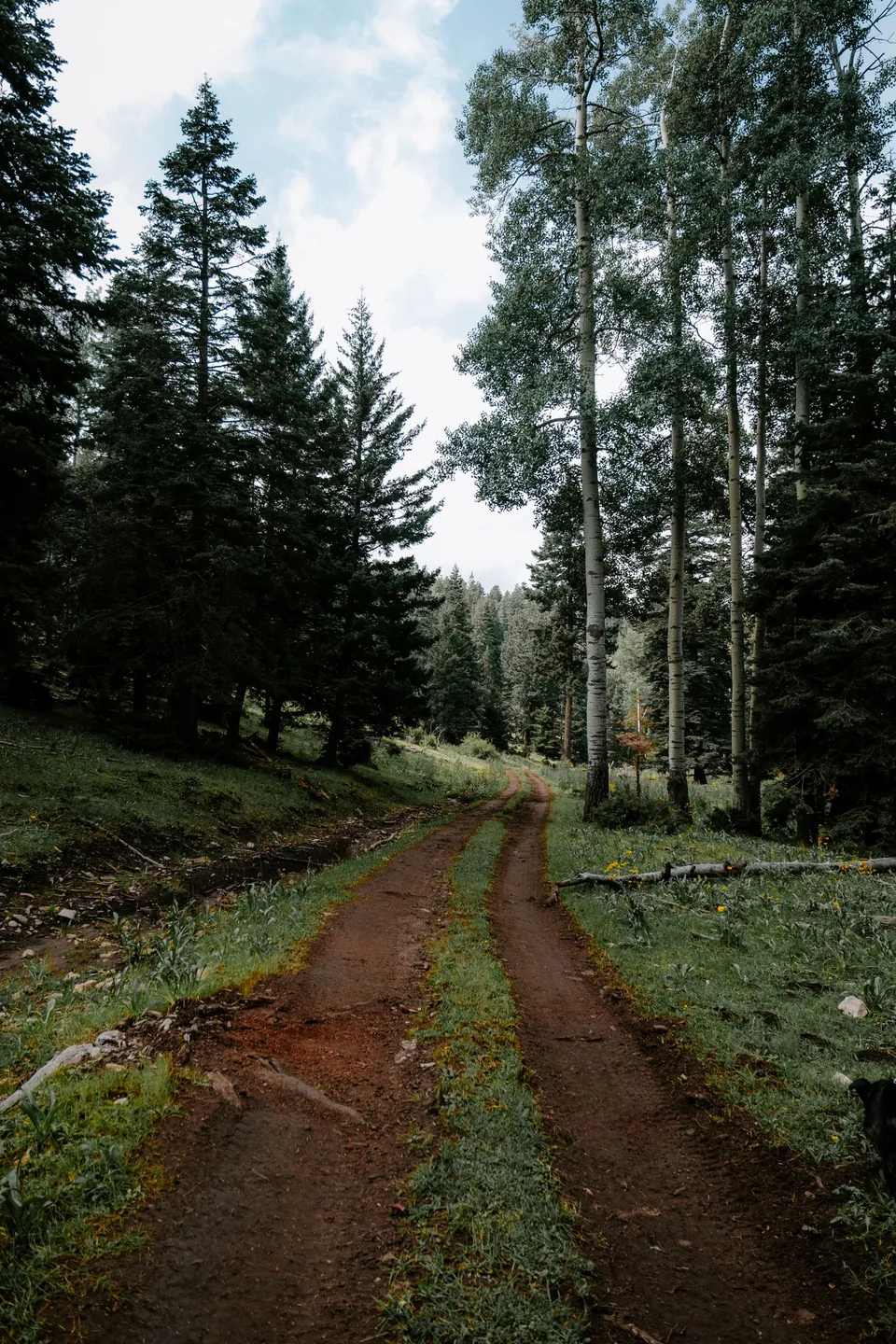 Chemin de terre traversant une forêt verdoyante